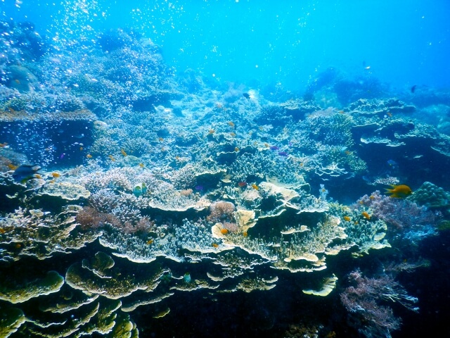 美しいサンゴ礁の海中風景